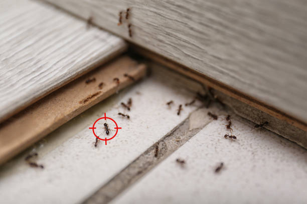Trusted Pikesville, MD Pest Control Experts