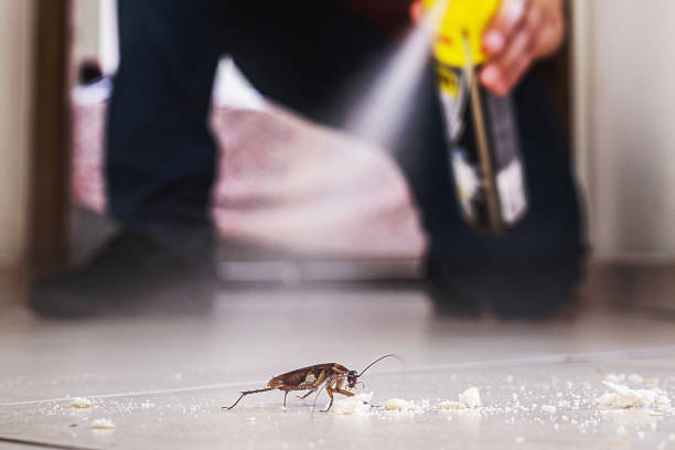 Flea Control Services in Pikesville, MD